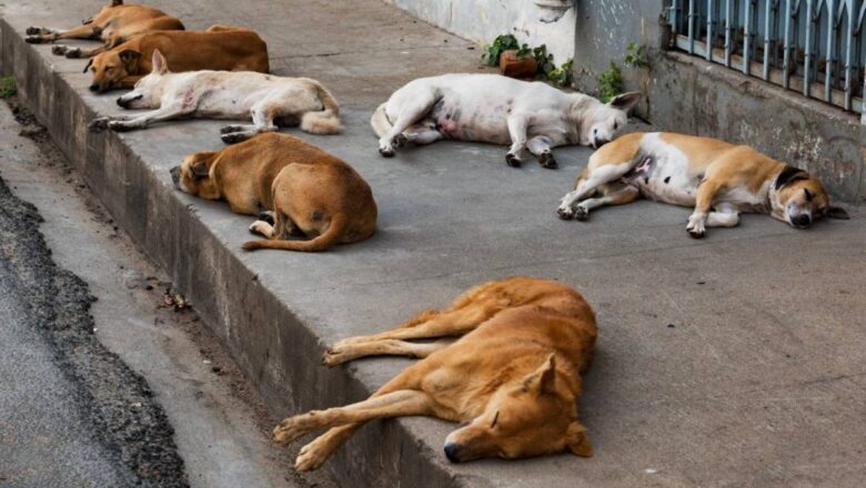 தெருநாய்கள் வழக்கு: மாநிலங்கள் / யூனியன் பிரதேசங்களின் தலைமைச் செயலாளர்களுக்கு உச்ச நீதிமன்றம் சம்மன்!