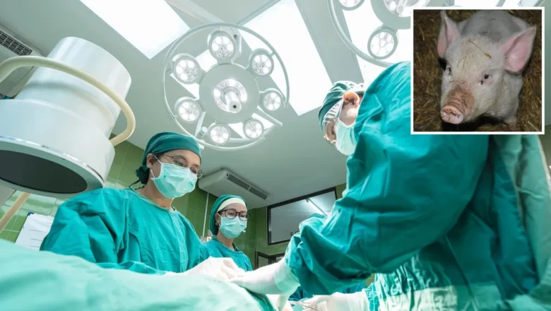 முதல் முறையாக பன்றியின் கல்லீரலை மனிதனுக்கு மாற்று அறுவை சிகிச்சை!