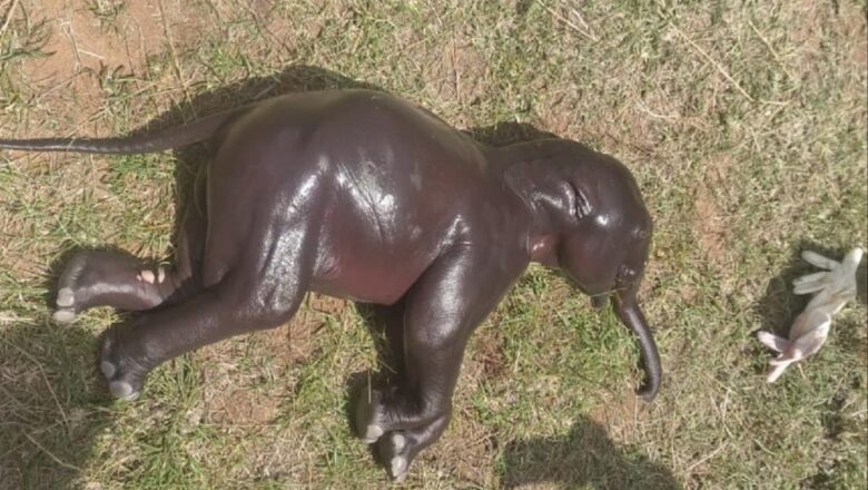 கோவையில் உயிரிழந்த பெண் யானையின் வயிற்றில் 15 மாத குட்டி!