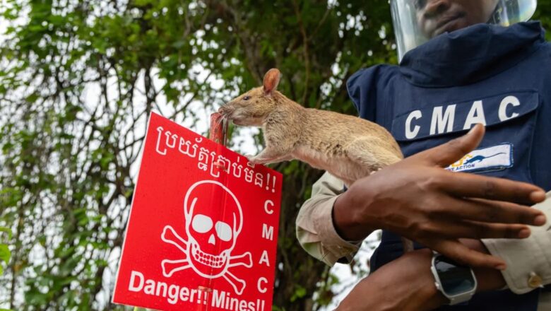 கண்ணிவெடிகளைக் கண்டறிய கம்போடியா பயன்படுத்தும் ஆப்பிரிக்க ராட்சத எலிகள்!