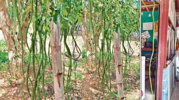 தேனியில் கண்ணதாசன் என்பவரின் தோட்டத்தில் ஆச்சரியம்: 6 அடி நீள முருங்கைக்காய்!