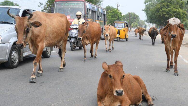 மதுரை பெத்தானியாபுரத்தில் கால்நடைப் பராமரிப்புப் பிரிவு.